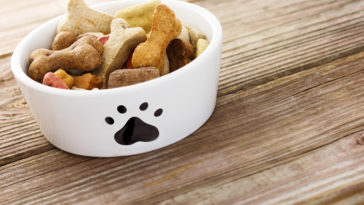 Dog food in bowl