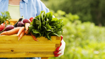 Senior woman holding box with vegetables