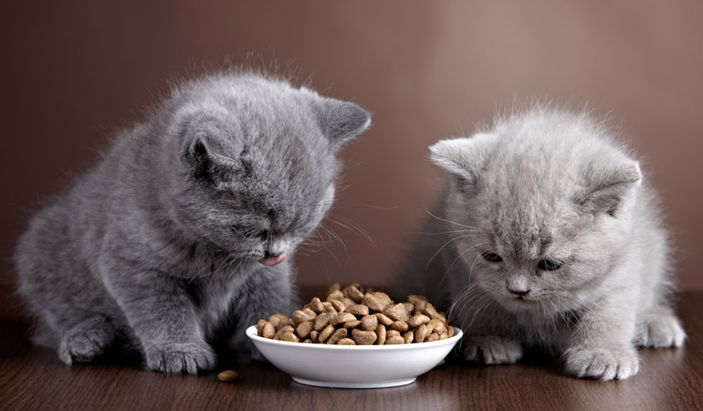 Bowl of cat food and two kittens